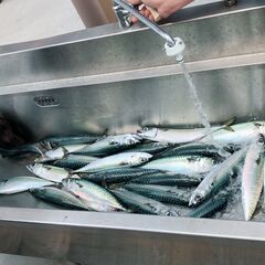 夏だよ　海に行こう　 釣り＆海水浴＆シュノーケル