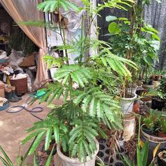 人気の観葉植物が激安で‼️