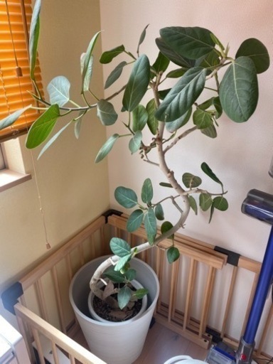 観葉植物 ゴムの木(フィカス) 【公式通販】