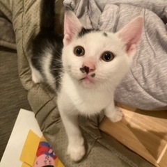 どこでもコテンと寝てしまうイッチ、トライアルに出ています。