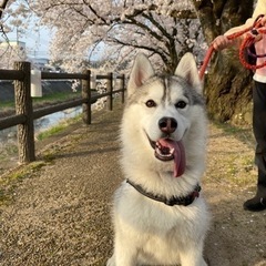 中型・大型犬・ハスキーのドッグランで遊べるお友達募集してます！