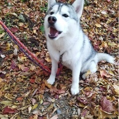 中型・大型犬・ハスキーのドッグランで遊べるお友達募集してます！ - 鳥取市