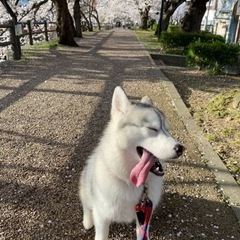 中型・大型犬・ハスキーのドッグランで遊べるお友達募集してます！ - 友達