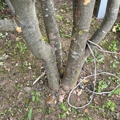 ヤマボウシの木の画像