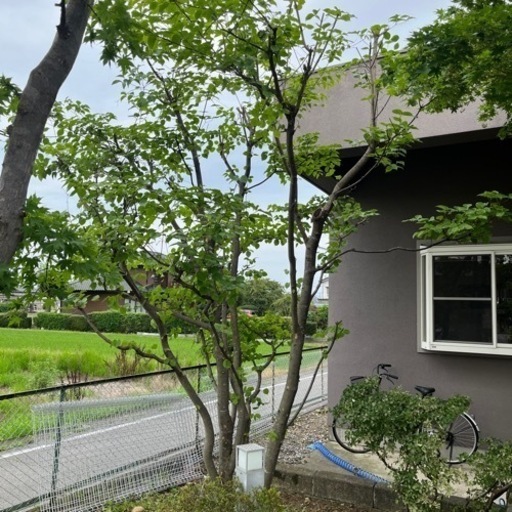 ヤマボウシの木