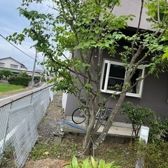 ヤマボウシの木の画像
