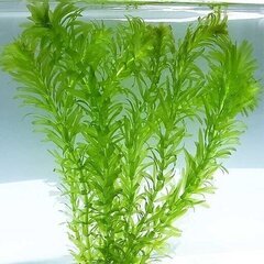 メダカのデビューセット(青メダカ・ヒメタニシ・水草セット)の画像