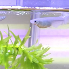 メダカのデビューセット(青メダカ・ヒメタニシ・水草セット)の画像