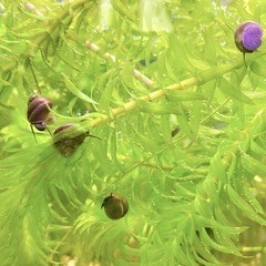 メダカのデビューセット(青メダカ・ヒメタニシ・水草セット)の画像