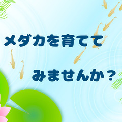 メダカのデビューセット(青メダカ・ヒメタニシ・水草セット)