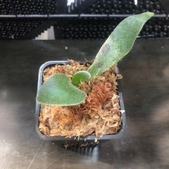 ビカクシダ 追加 5種