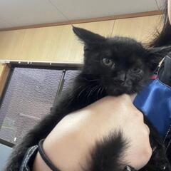 クロネコ