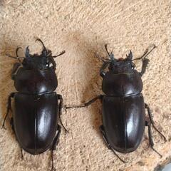 【値下げ】国産ノコギリクワガタ　大型オス1匹　メス2匹の画像