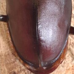 【値下げ】国産ノコギリクワガタ　大型オス1匹　メス2匹の画像