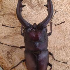 【値下げ】国産ノコギリクワガタ　大型オス1匹　メス2匹の画像