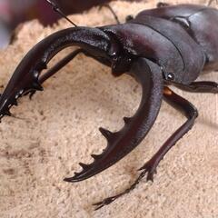 【値下げ】国産ノコギリクワガタ　大型オス1匹　メス2匹