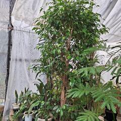 人気の観葉植物が激安で‼️の画像