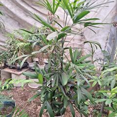 人気の観葉植物が激安で‼️の画像