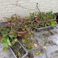 植木鉢　使用可能の画像