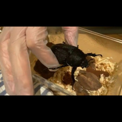 【値下げ】ヘラクレス♀、コバエシャッター中付き
