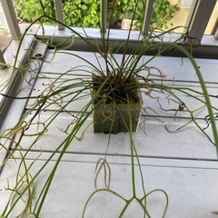 モウセンゴケ　ビナータ　　(食虫植物)