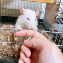 ファンシーラットの里親さん募集🐁