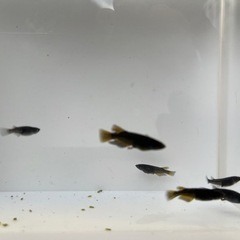 めだか（カイジ稚魚）