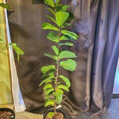観葉植物