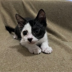 素敵模様の小柄な男の子です💓