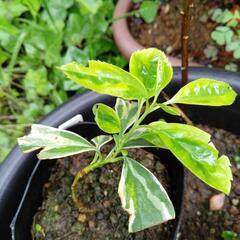斑入りレンギョウの挿し木苗
