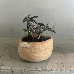 ユーフォルビア   デカリー　鉢付き