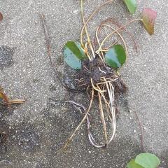 姫花睡蓮・黄色の花　2株　植物の画像