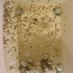ティラピア幼魚　2〜3cm前後　10匹