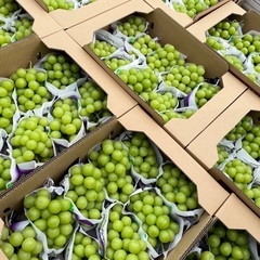 シャインマスカット5キロの画像