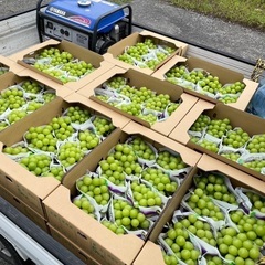 シャインマスカット5キロの画像