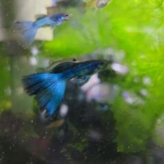 グッピー モスコーブルー 若魚ペア