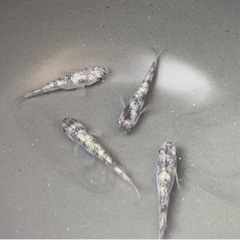 豊田　メダカ無人販売❗️🐢上原メダカ - 豊田市