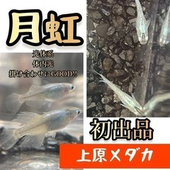 豊田　メダカ無人販売❗️🐢上原メダカ