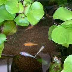 王華メダカ針子