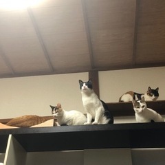 保護猫ちゃんのためのご支援をお願いします