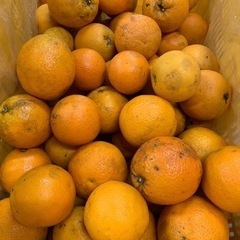 【受付終了・在庫切れ】☆★☆ 和歌山産バレンシアオレンジご家庭用...