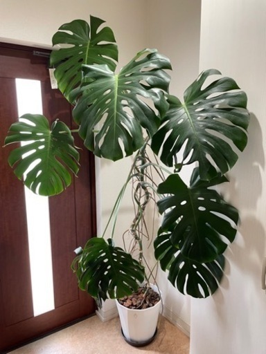 ★お取引決定★ 大型観葉植物　モンステラ　鉢植え
