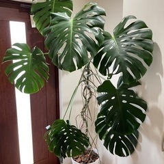 ★お取引決定★ 大型観葉植物　モンステラ　鉢植え