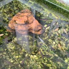 めだか、ミナミヌマエビ飼育用