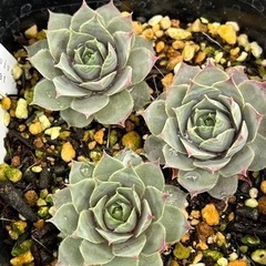 多肉植物センペルビウムの画像