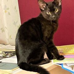 ツヤツヤ黒ねこピノくん♥
