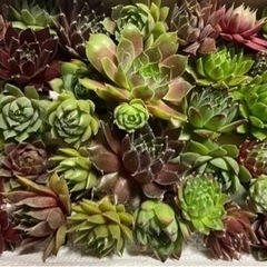 多肉植物センペルビウムの画像