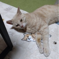 【再募集】オス1歳　性格の良い子の里親募集します