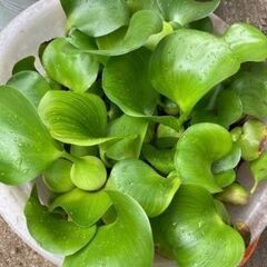 ホテイ草
