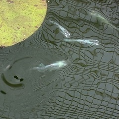 アジサイメダカの画像